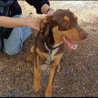 واگزاری سگ بزرگ به خانواده|سگ|مشهد, ابوذر|دیوار