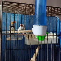 یک جفت فنچ ویک سهره قناری