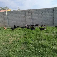 بقلمون محلی اورکانیک|حیوانات مزرعه|رزن, |دیوار