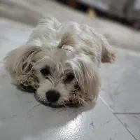 سگ پاکوتاه