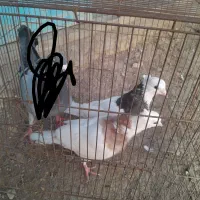 کبوتر|پرنده|نکا, |دیوار