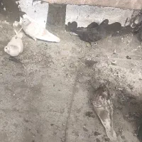 کبوتر نیوکاسل