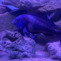 تروفئوس دبوسی