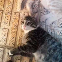 گربه ی گمشده