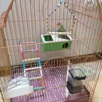 طوطی برزیلی نر|پرنده|اسلامشهر, شهرک مهدیه|دیوار