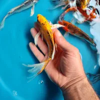 9عدد ماهی کوی سوپر باله