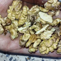 گردو کاغذی|خوردنی و آشامیدنی|شیراز, گویم|دیوار