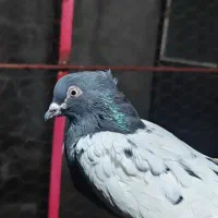 کبوتر|پرنده|چناران, |دیوار