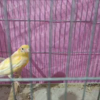 قناری ماده