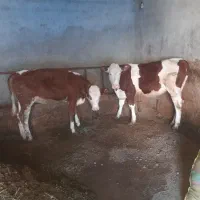 گوساله سیمینتال ماده مونت بیلیارد وشرابی صنعتی