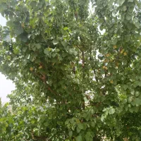 فروش ۴۲۰۰ متری در پائین ولایت