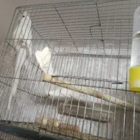 عروس هلندی مولدتاجوجه