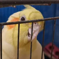 فروش عروس هلندی بعلت نداشتن جا با قیمت توافقی