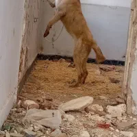 پژدر ماده|سگ|دهگلان, |دیوار