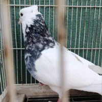 تعدادی کبوتر