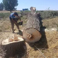 خرید چوب کهنه باغی صنوبر بید خریدارم