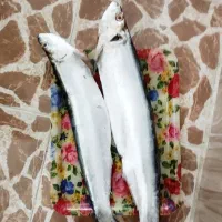 ماهی خارو درشت تازه و میگو مخلوط