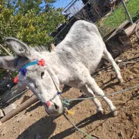 فروش گاو و گوسفند|حیوانات مزرعه|مهدی شهر, |دیوار