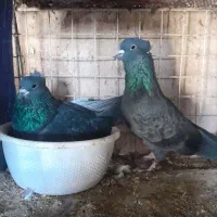 کفتر|پرنده|برخوار, |دیوار