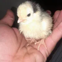 فروش جوجه گلین لری اصیل با مادر