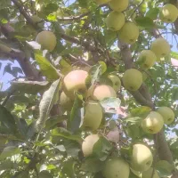 سیب درجه دو سفید