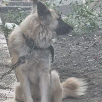 ژرمن سفید و طلایی بسیار اصیل|سگ|ماهدشت, |دیوار