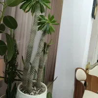 نخل ماداسگار و فیکوس