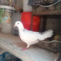 کفتر