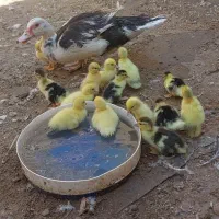 اردک اسرائیلی با۱۴تاجوجش