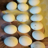 تخم غاز