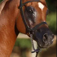 فروش اسبهای عرب دوسر وارداتی