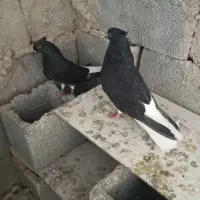 اشعل سیاه دم سفید درشادگان