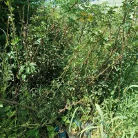 فروش نهال بدون واسطه|خدمات باغبانی و درختکاری|ایلام, |دیوار