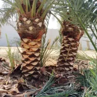تنظیف وتکریب النخیل
