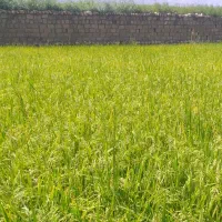 برنج هاشمی|خوردنی و آشامیدنی|سیروان, |دیوار
