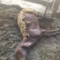 غذا ی سگ گوشت گوسفند