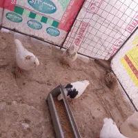 کفتر طوقی|پرنده|قروه, |دیوار