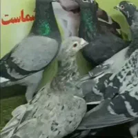 ۶ عدد نر هوایی