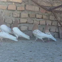 تیپ کله رنگی|پرنده|بیرجند, |دیوار