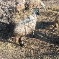 میش محلی ۳ماه آبستن