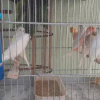 قناری سفید طلایی پرتقالی|پرنده|آباده, |دیوار