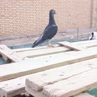 کپوتر پلاکی|پرنده|اردکان, |دیوار