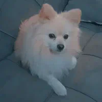 پامرانین بازی گوش