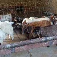 15بره صادراتی