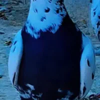 کبوتر