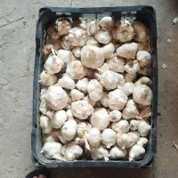 سیر خشک درشت تازه