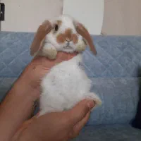 خرگوش