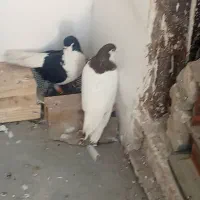 ساده سرخ