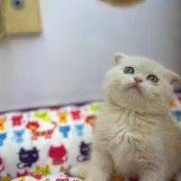 اسکاتیش بلو پوینت و کرم‌   بریتیش لیلاک و بلو