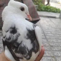 کبوتر|پرنده|شاهرود, |دیوار